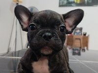 A Kalite Şecereli Yavru French Bulldog