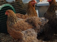 GOLD BRAHMA KULUÇKALIK YUMURTA & CİVCİV