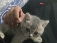 Mars british shorthair
