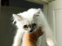 British Shorthair yavruları