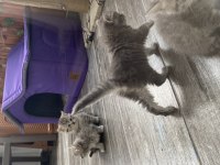 British shorthair anne ve 2 yavru british longhair 3 yavru