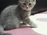 4 erkek kedimi sahiplendirmek istiyorum.UŞAK İLİ İÇİ