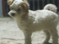 UYGUN FİYAT KÖPEĞİMİZ