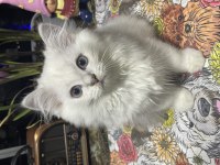 British longhair yavru kediler