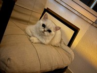 British shorthair erkek 1 yaşında