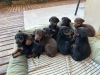 Estetikli Ve Estetiksiz Doberman Yavrular