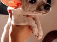 Minyatür pinscher