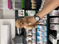 Tea cup dişi Maltipoo bebeklerimiz