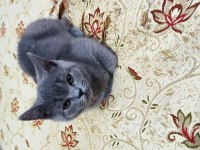 27 Şubat doğumlu british shorthair