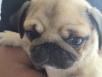 Sahiplendirilecek Pug Köpeğimiz