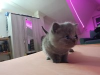 SAFKAN BRİTTİSH SCOTTİSH YAVRULAR