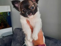 Irk garantili chihuahua yavrular