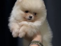Teddy bear dişi pomeranian