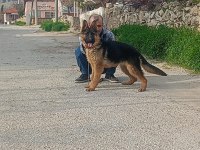 ŞECERELİ 6 AYLIK DİŞİ ALMAN KURDU