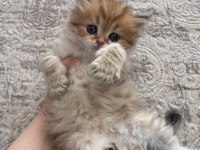 1 aylik british longhair bebik kedimize yuva arıyoruz.