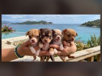 Avrupa Standartlarındakı Chihuahua Ogullarım