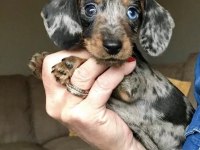 Mini Boy Mavi Göz Blue Merle Dachshund