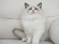 Full şecereli ragdoll yavruları