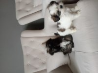 Shih Tzu 2 erkek yavru