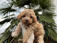 Poodle Ayarında Maltipoo