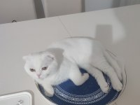 Scottish fold çiftleştirme ilanı