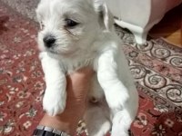 MİNNAK BEBİŞLER