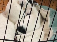 Jack russell yavruları