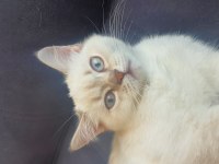 Scottish Blue point cinsi 3 aylık dişi