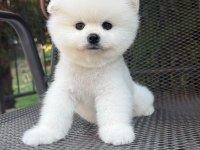 Pomeranian boo kusursuz