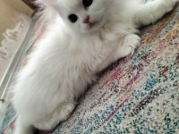 Erkek Chinchilla Hemen Teslim