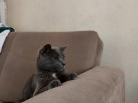 Russian Blue Kedimi Acil Sahiplendiriyorum