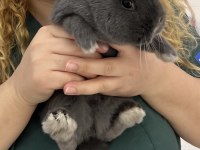 Hollanda lop tavşanı