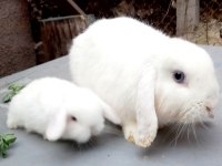 Beyaz renk Mavi Gözlü Hollanda Mini Lop Tavşan
