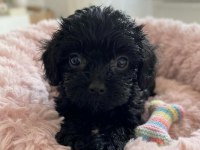 Ev ortamında sevgiyle bakılan maltipoo yavrular