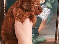 Safkan Red Brown Toy Poodle Yavrular Üst Kalite