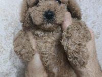 TOY POODLE KÖPEKLER