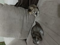 Bayram şeker kedilerim minik dostlarımız