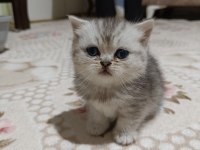 Scottish fold ve scottish straigt yavrularım
