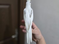 Mutasyon sultan papağanlar