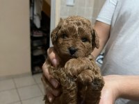 2 Dişi ve 2 Erkek kırmızı kahve renk minyatür poodle