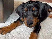 EVİNİZİN YENİ TAPU SAHİBİ DOBERMAN