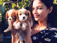 Safkan cavalier king charles yavrularım