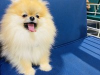 Eşleşme ilanıdır köpeğimize dişi arıyoruz