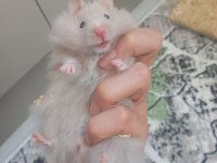 Hamster Beyaz