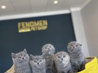 MEŞHUR KEDİCİDEN RENK RENK BRITISH YAVRULAR ANKARA