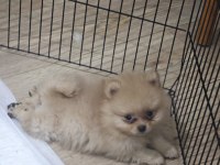 Pomeranian yavrularımız