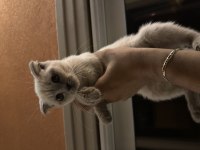 Acil çok uyguna british shorthair