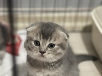 Scottish tabby british longhair erkek ve dişi 2 aylık