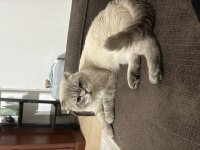 Evde kedi fazlalığından scottish fold