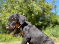 Doberman yavru son 2 adet